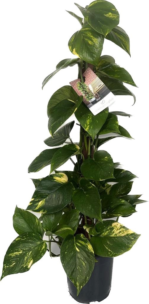 Epipremnum Aureum - Pothos na mechové tyčce Květináč Ø 19 / Výška cca. 80 cm popínavá rostlina, snadno udržovatelná závěsná rostlina, pokojová rostlina