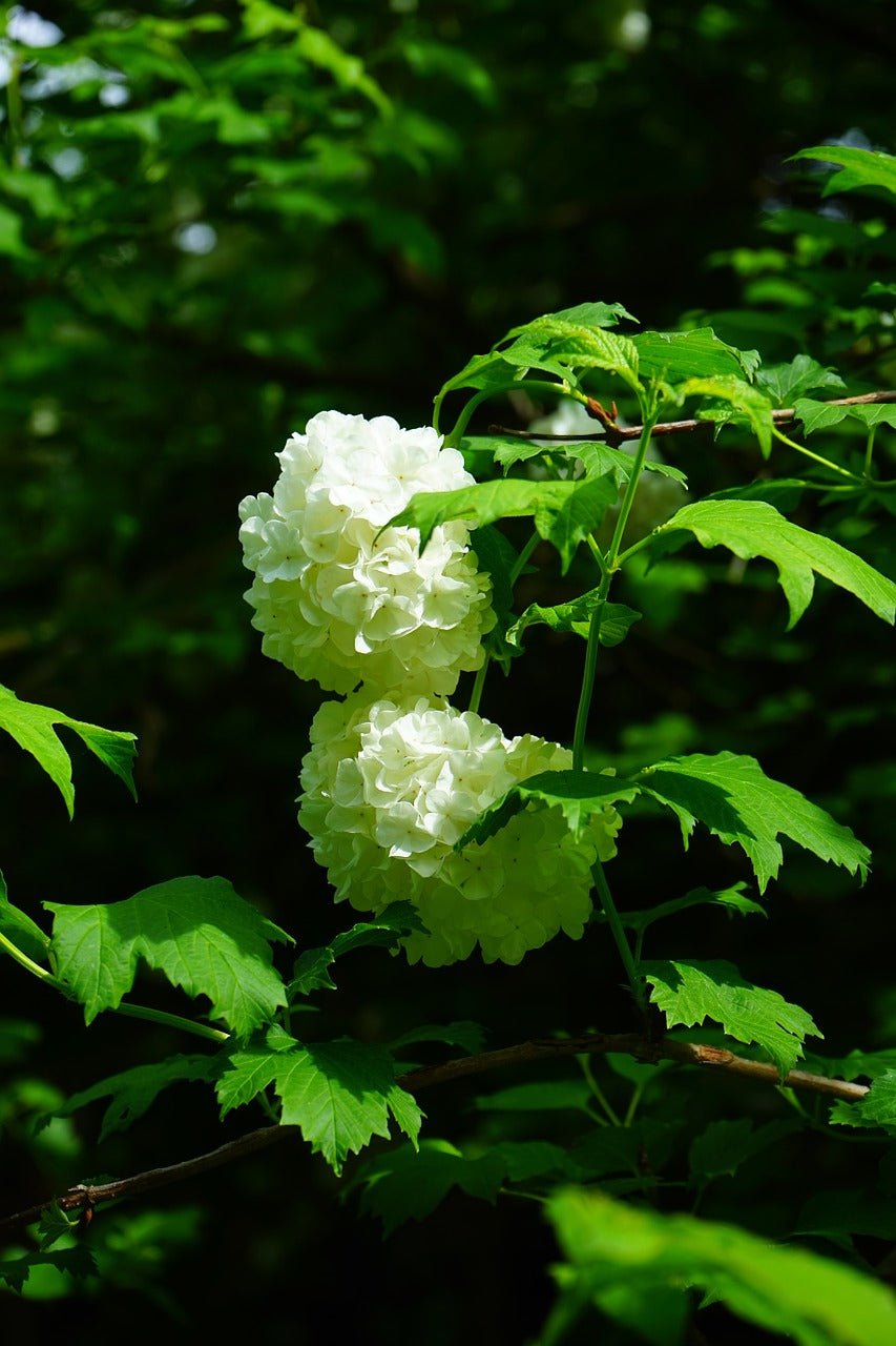 Viburnum opulus 'Roseum' - Dvojitá sněhová koule / Běžná sněhová koule 'Roseum'