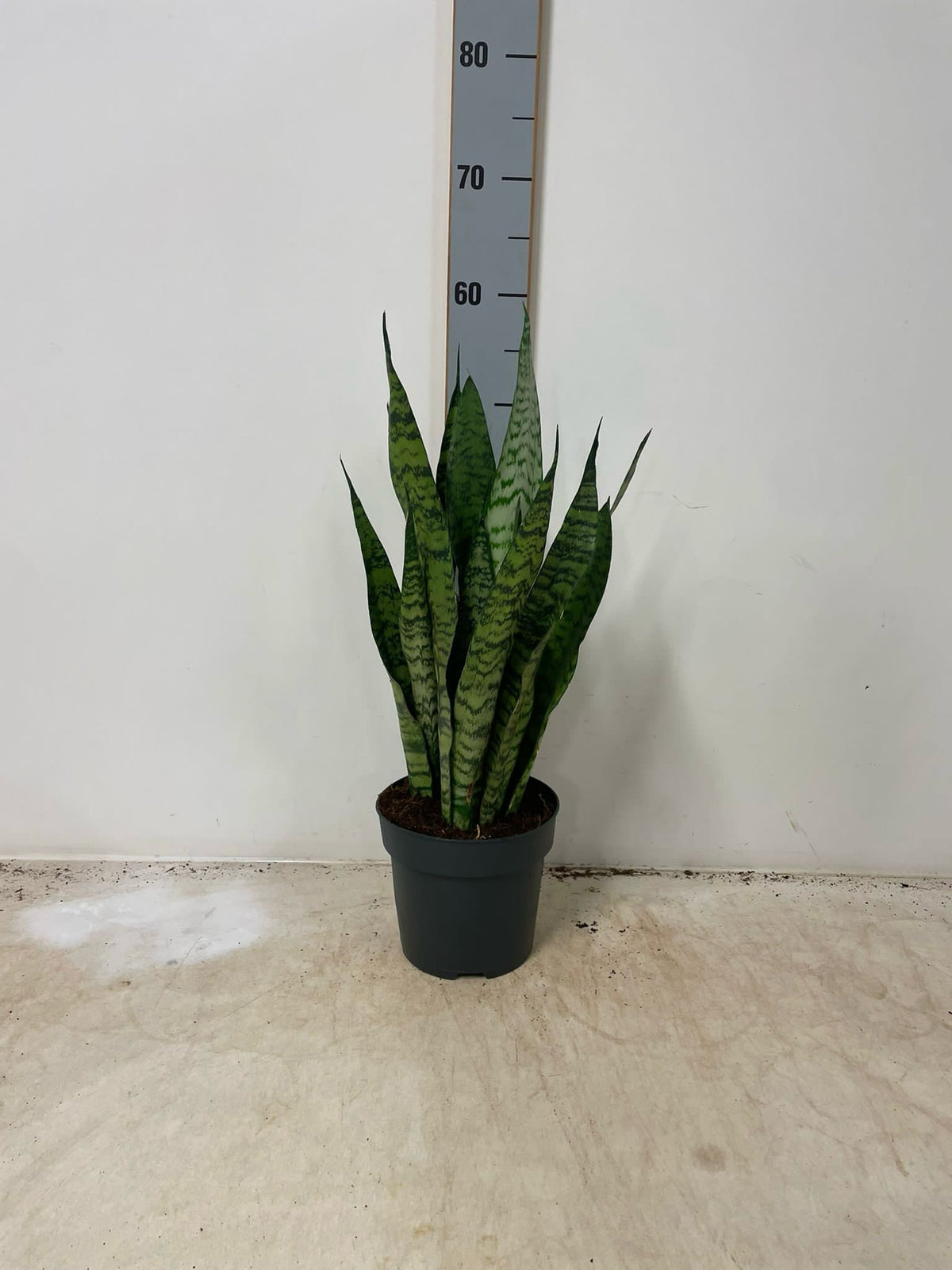 3 Stück Sansevieria mix 50-60 cm  Bogenhanf bessere Raumluft Zimmerpflanze