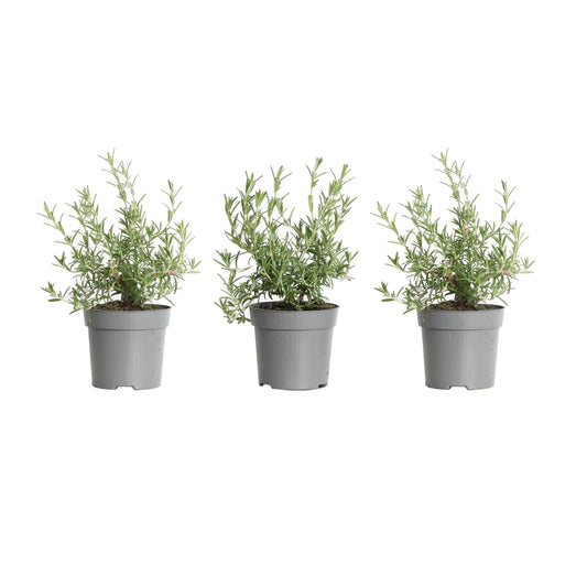 3 Stück Hänge-Rosmarin 15-20 cm Rosmarinus Blue Cascade - Kräuter - Gewürz