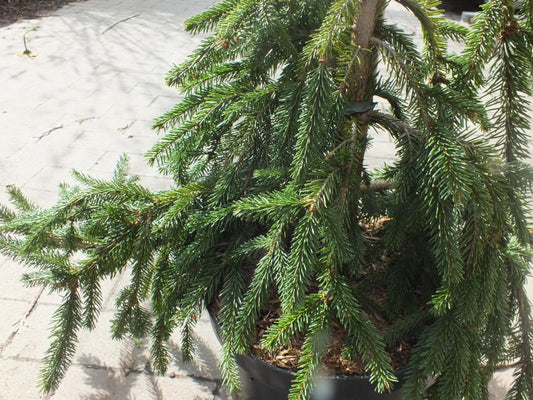 Smrk plakající cca. 100 cm - Picea abies 'Inversa' - sloupovitý růst - pomalu rostoucí malý strom