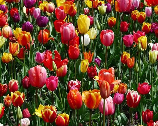 100 x Darwin gemischt Tulpenzwiebeln - winterharter Pflanzen für Garten und Balkon -mehrjährig - für Topf und Beet