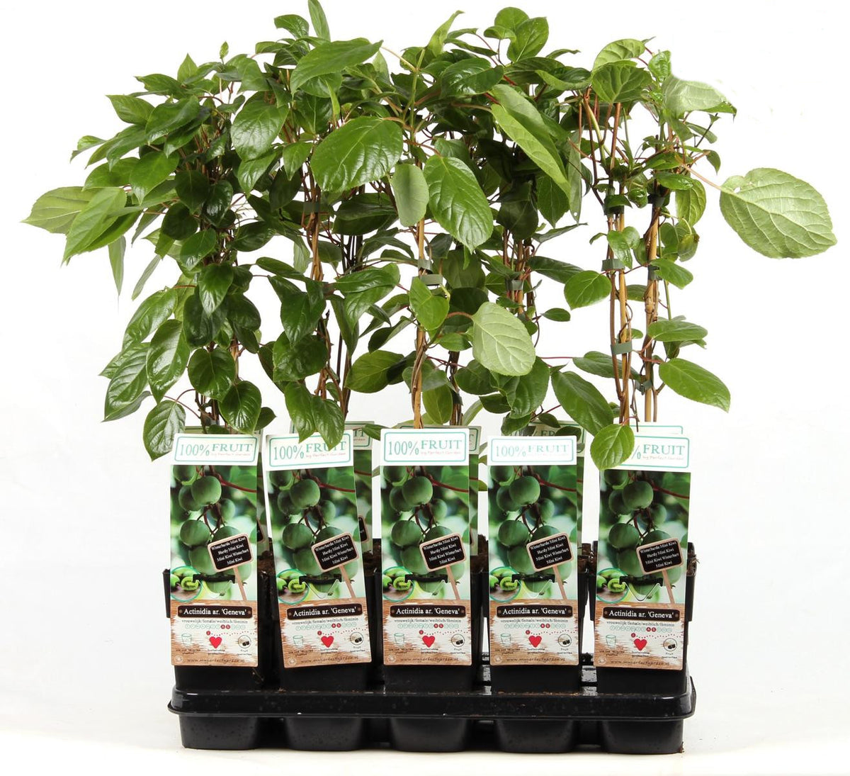 Kiwi Pflanze 70 cm Actinidia deliciosa - Chinesische Stachelbeere