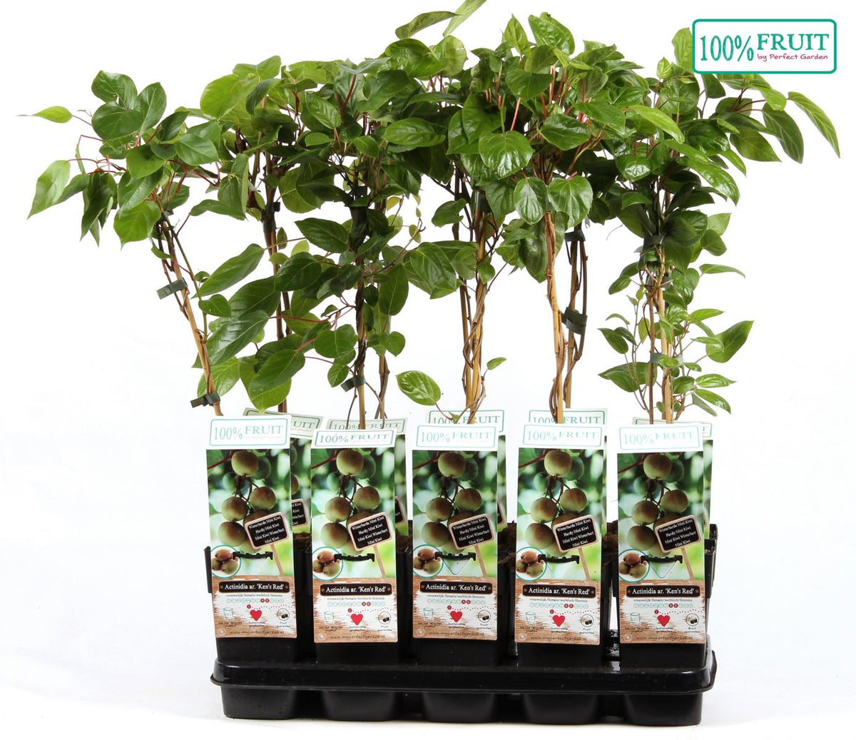 Kiwi Pflanze 70 cm Actinidia deliciosa - Chinesische Stachelbeere