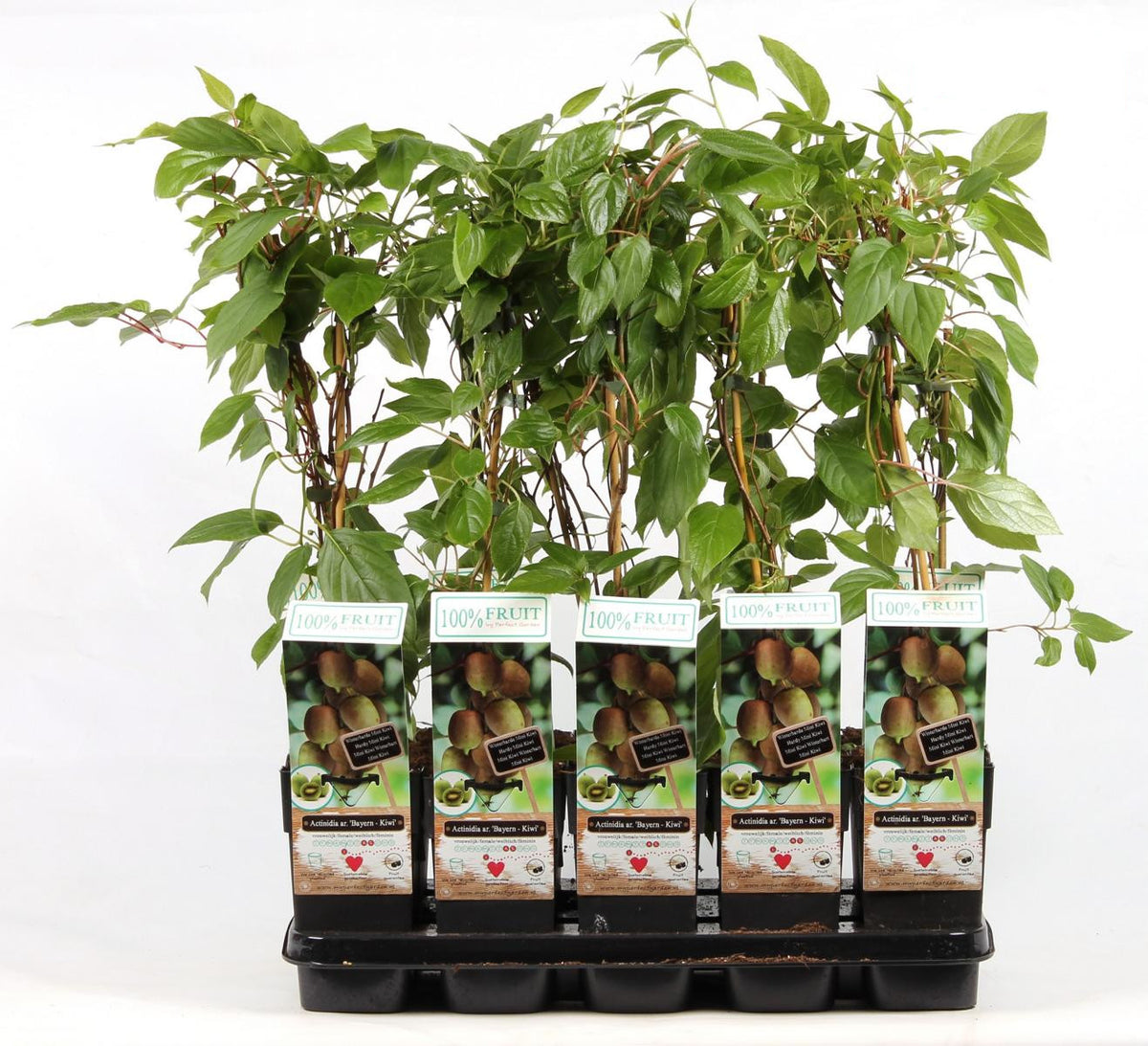 Kiwi Pflanze 70 cm Actinidia deliciosa - Chinesische Stachelbeere