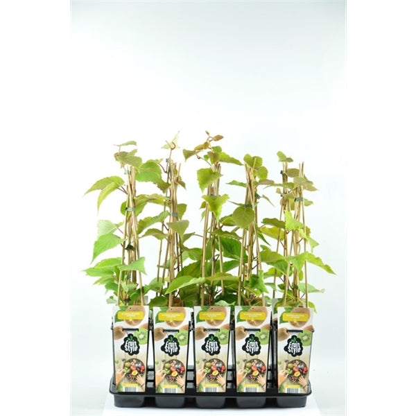 Kiwi Pflanze 70 cm Actinidia deliciosa - Chinesische Stachelbeere