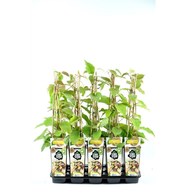 Kiwi Pflanze 70 cm Actinidia deliciosa - Chinesische Stachelbeere