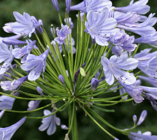 Agapanthus - Schmucklilie - Liebesblume - Kübelpflanze