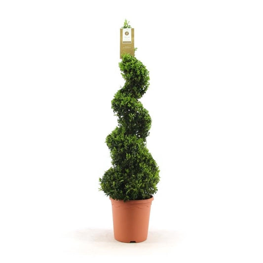 Buchsbaum-Spirale  Buxus sempervirens verschiedene Größen