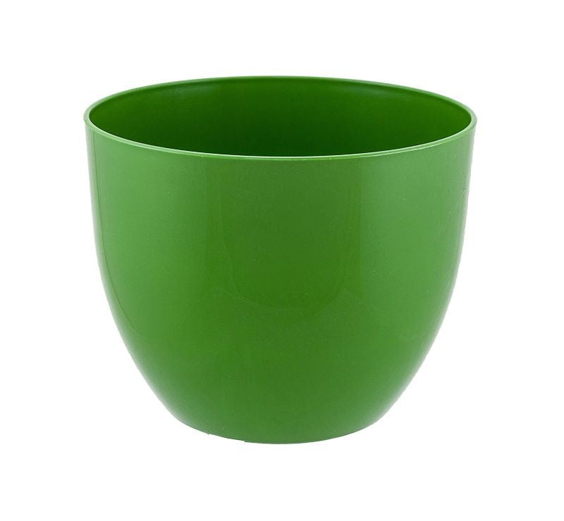 Goldfruchtpalme Arecapalme  Chrysalidocarpus lutescens