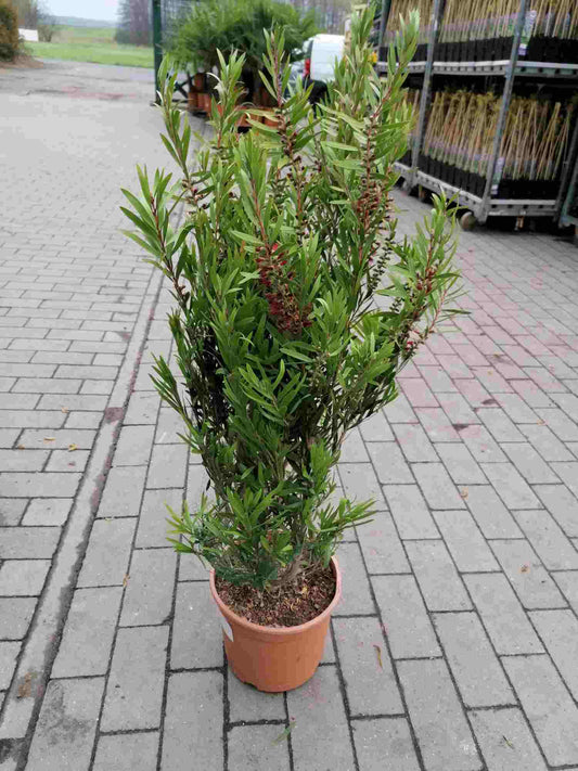 Karminroter Zylinderputzer Callistemon Capitan Cook - Kübelpflanze
