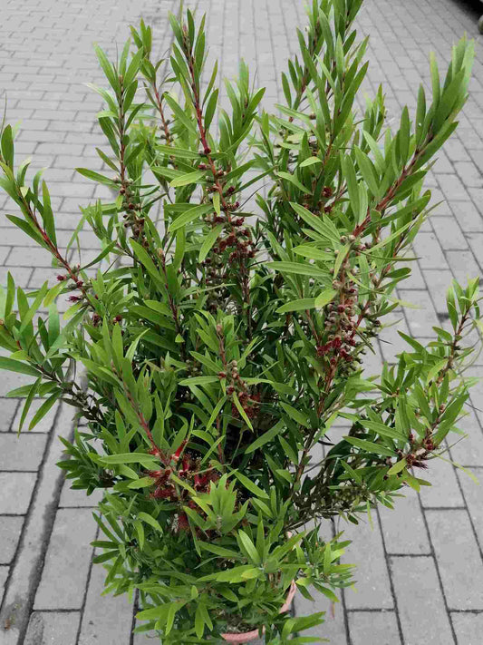 Karminroter Zylinderputzer Callistemon Capitan Cook - Kübelpflanze