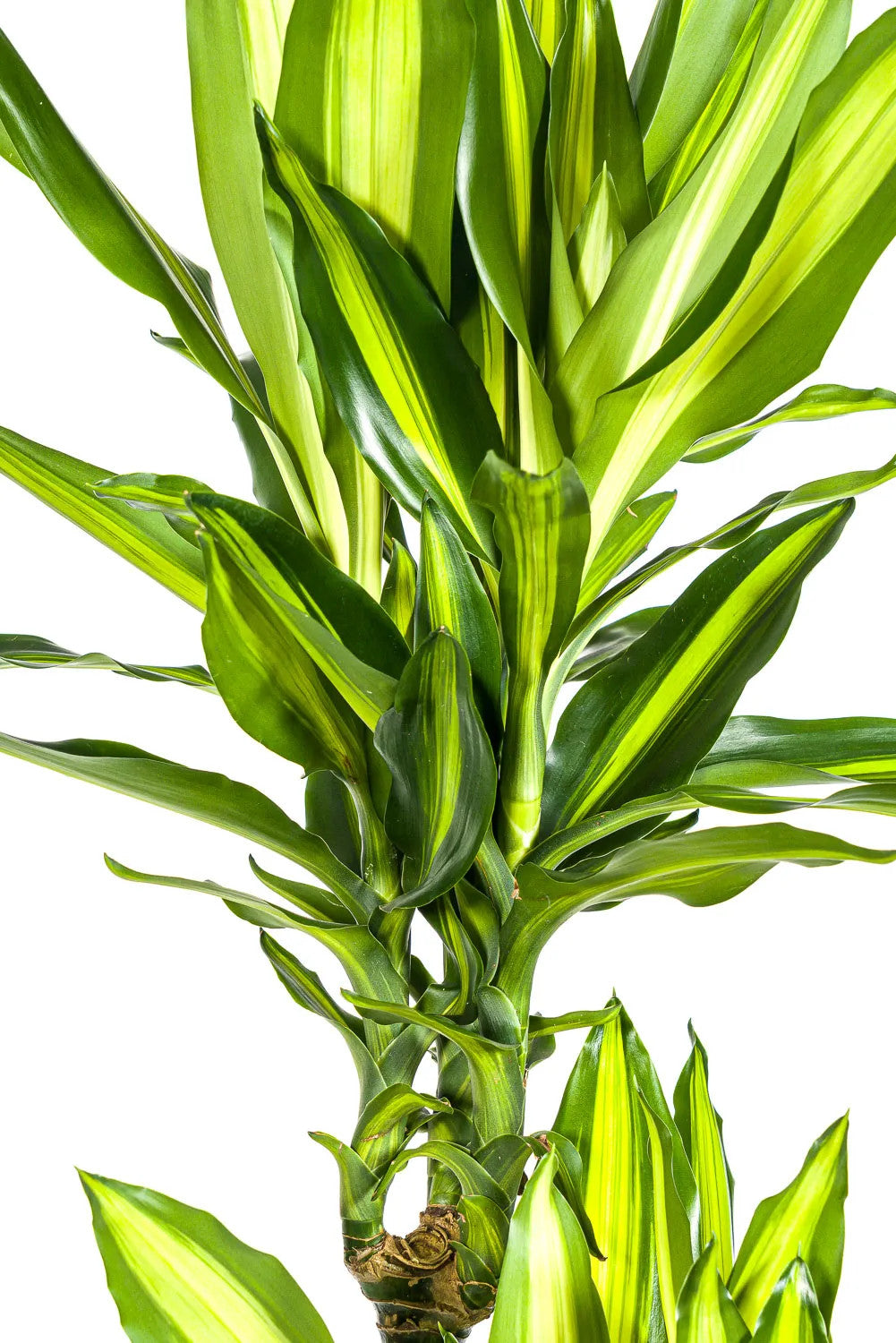 Drachenbaum 'Cintho' - Dracaena fragrans 'Cintho' - Zimmerpflanze