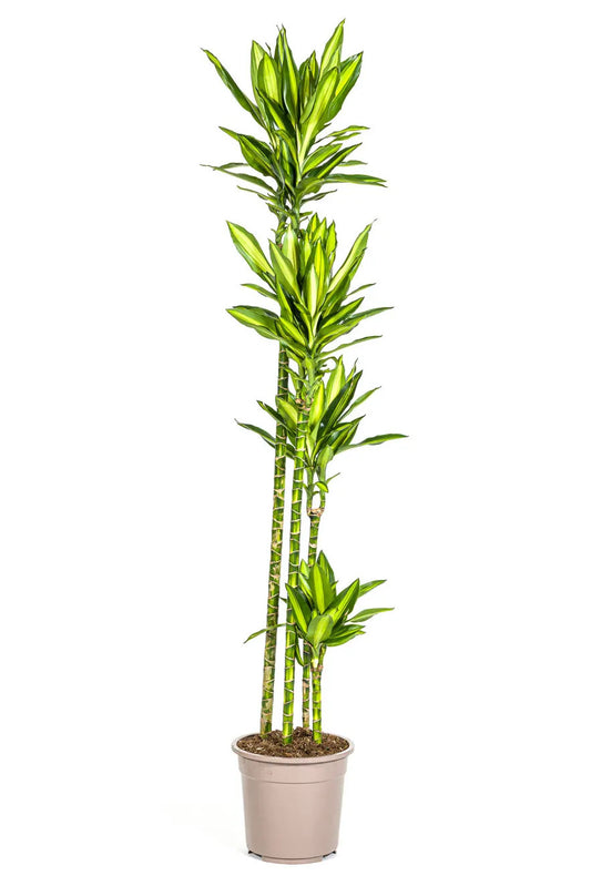 Dračí strom 'Cintho' - Dracaena fragrans 'Cintho' - pokojová rostlina
