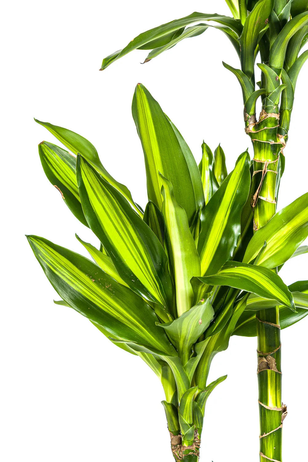 Drachenbaum 'Cintho' - Dracaena fragrans 'Cintho' - Zimmerpflanze