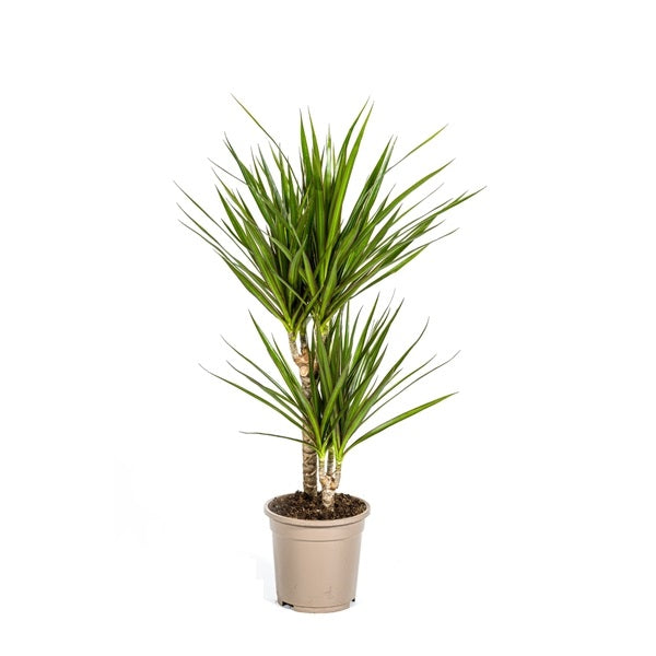 pokojová rostlina Dračí strom Dracaena Marginata