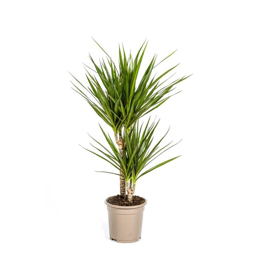 pokojová rostlina Dračí strom Dracaena Marginata