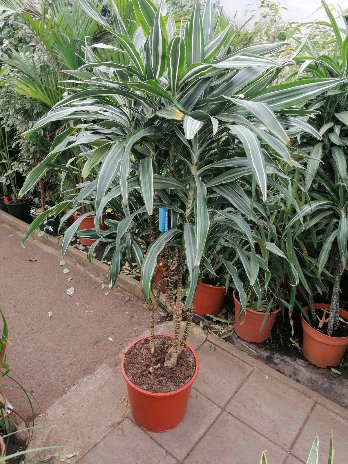 Dracaena deremensis 'Warneckii' - Drachenbaum - Zimmerpflanze - Grünpflanze