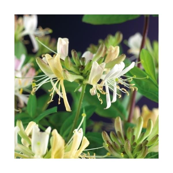 Echtes Geißblatt 60-80 cm Lonicera - Jelängerjelieber