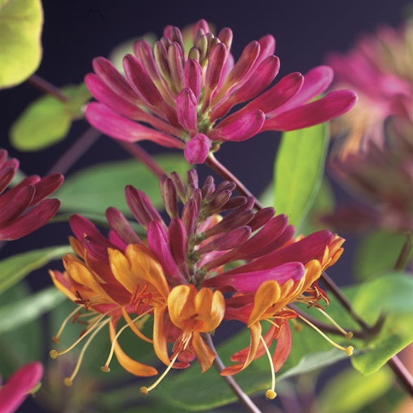 Echtes Geißblatt 60-80 cm Lonicera - Jelängerjelieber