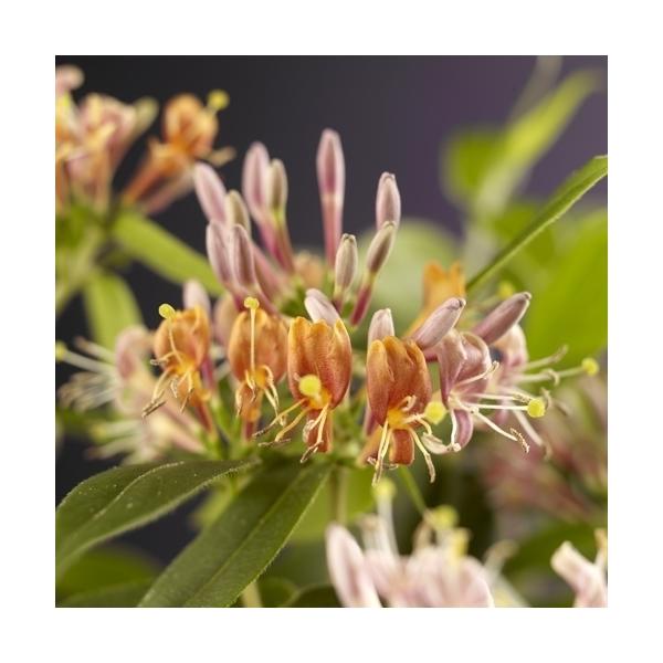 Echtes Geißblatt 60-80 cm Lonicera - Jelängerjelieber