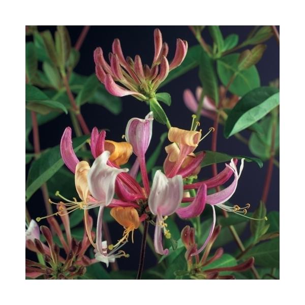 Echtes Geißblatt 60-80 cm Lonicera - Jelängerjelieber
