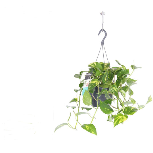 Efeutute Ampel Epipremnum aureum Zimmerpflanze