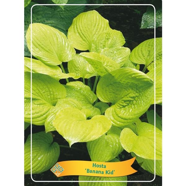Hosta - Funkien - Herzblattlilien verschiedene Sorten Staude Beetpflanze