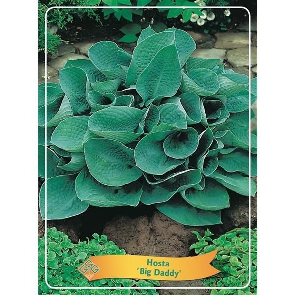 Hosta - Funkien - Herzblattlilien verschiedene Sorten Staude Beetpflanze