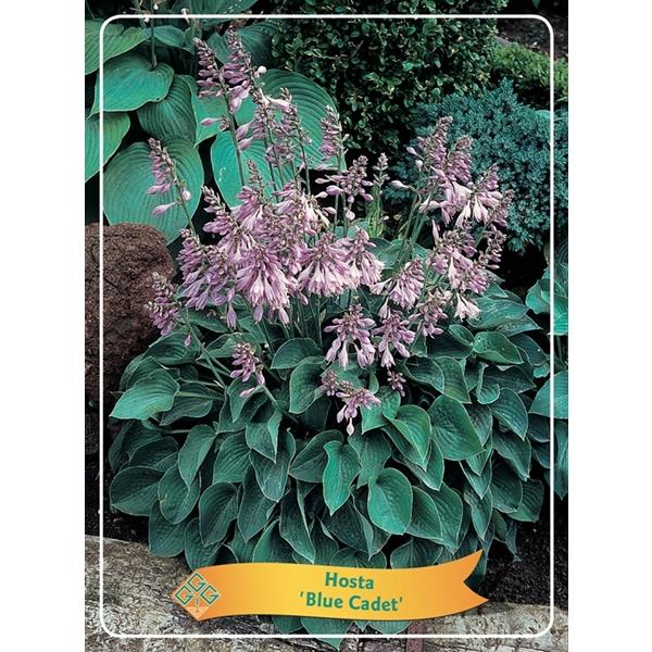 Hosta - Funkien - Herzblattlilien verschiedene Sorten Staude Beetpflanze