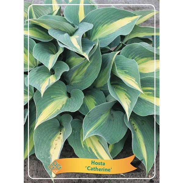 Hosta - Funkien - Herzblattlilien verschiedene Sorten Staude Beetpflanze