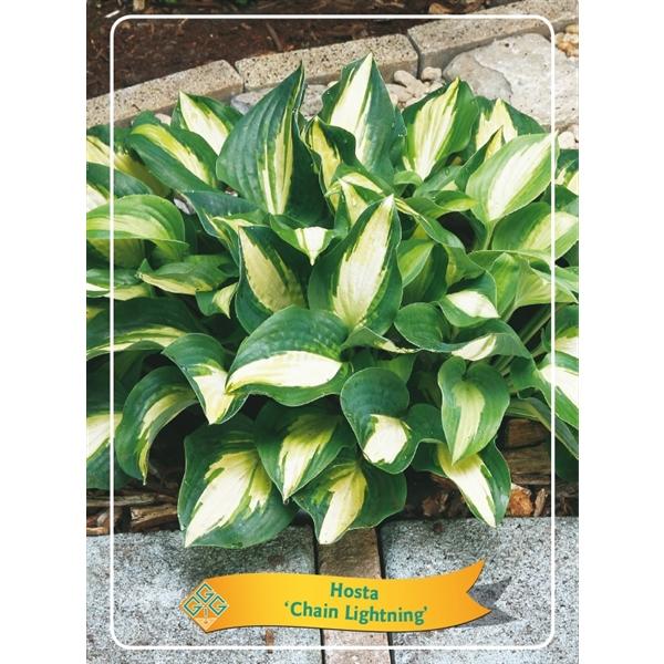 Hosta - Funkien - Herzblattlilien verschiedene Sorten Staude Beetpflanze