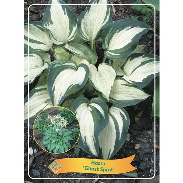 Hosta - Funkien - Herzblattlilien verschiedene Sorten Staude Beetpflanze