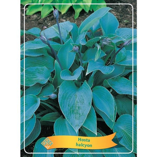 Hosta - Funkien - Herzblattlilien verschiedene Sorten Staude Beetpflanze