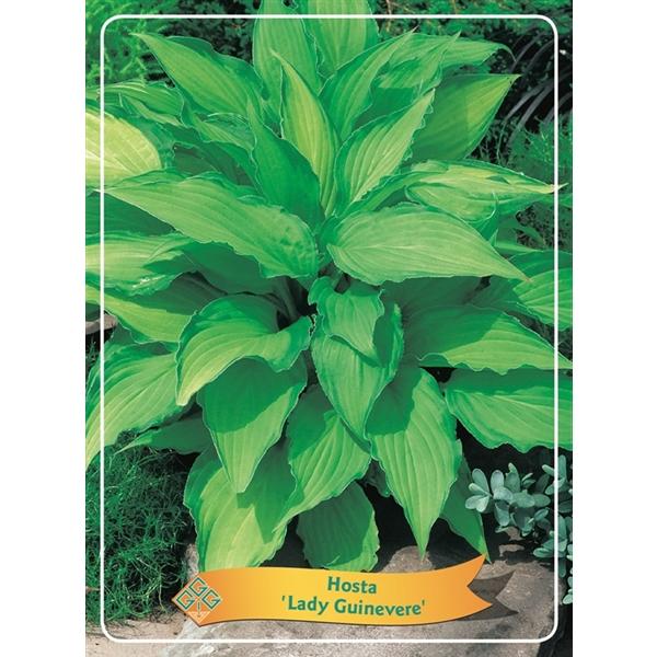 Hosta - Funkien - Herzblattlilien verschiedene Sorten Staude Beetpflanze