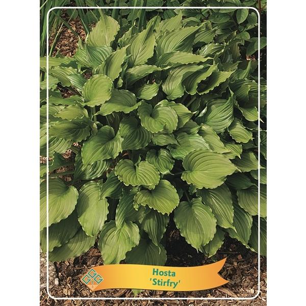 Hosta - Funkien - Herzblattlilien verschiedene Sorten Staude Beetpflanze