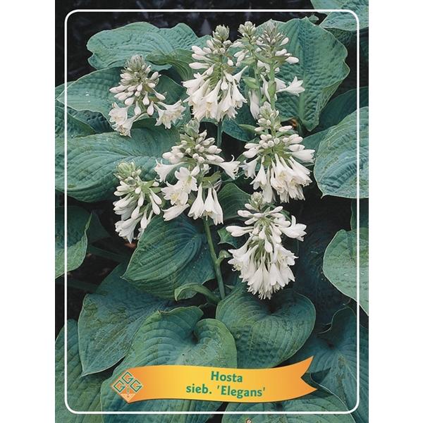 Hosta - Funkien - Herzblattlilien verschiedene Sorten Staude Beetpflanze