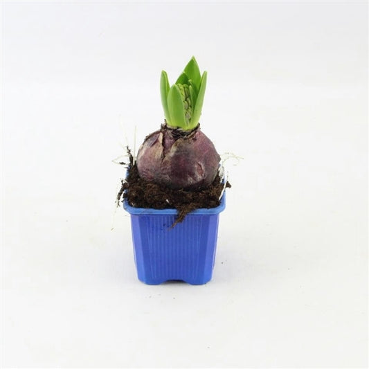 Hyacinty smíšené v 7cm květináči - cibuloviny, raně kvetoucí, jarní květináč