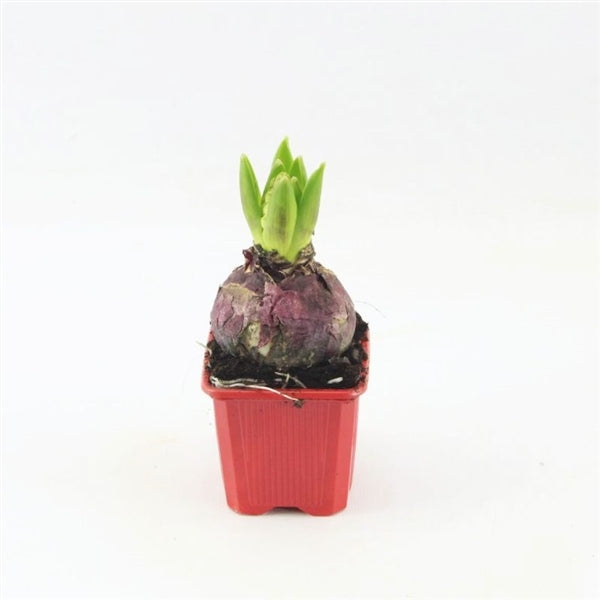 Hyacinty smíšené v 7cm květináči - cibuloviny, raně kvetoucí, jarní květináč