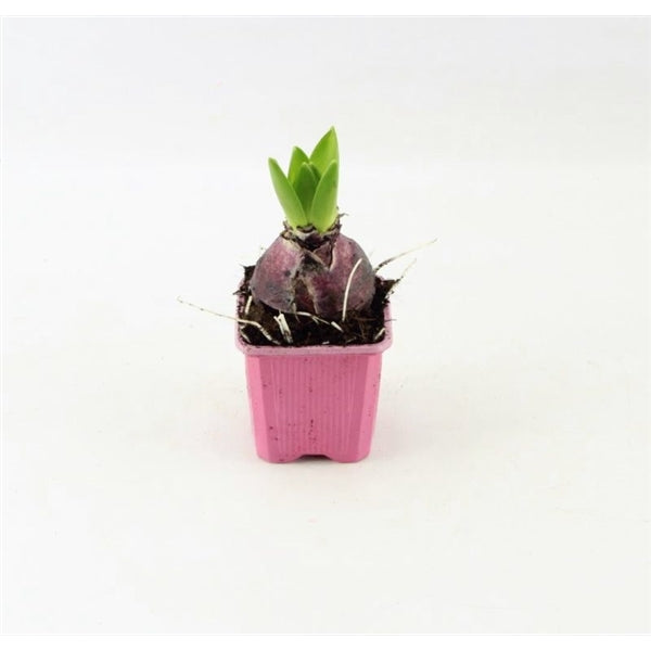 Hyacinty smíšené v 7cm květináči - cibuloviny, raně kvetoucí, jarní květináč