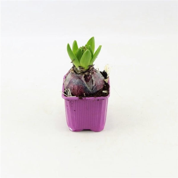 Hyacinty smíšené v 7cm květináči - cibuloviny, raně kvetoucí, jarní květináč