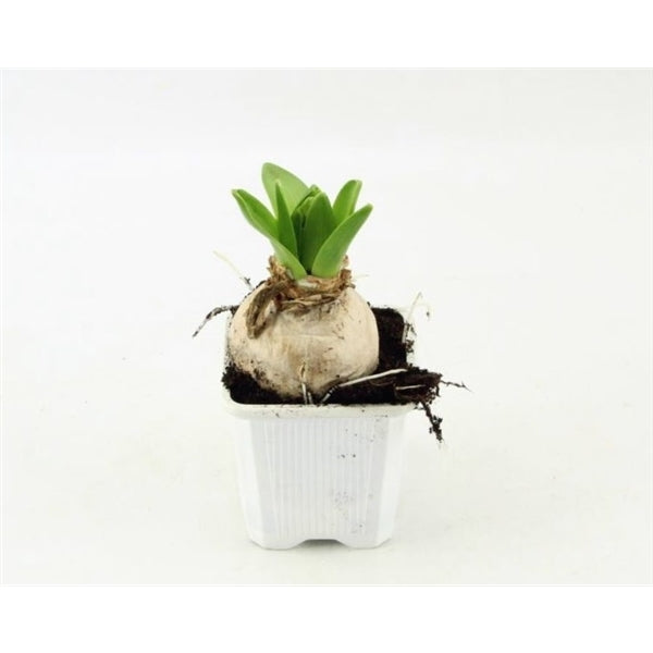 Hyacinty smíšené v 7cm květináči - cibuloviny, raně kvetoucí, jarní květináč