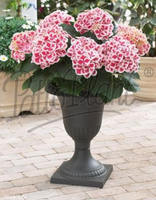 Hydrangea macrophylla - Hortensien mit prächtigen Blüten - Bauernhortensie
