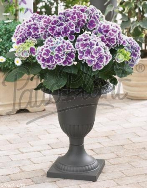 Hydrangea macrophylla - Hortensien mit prächtigen Blüten - Bauernhortensie