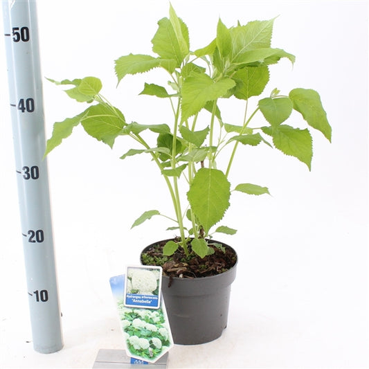 Hydrangea arborescens Annabelle - kulovitá hortenzie - lesní hortenzie