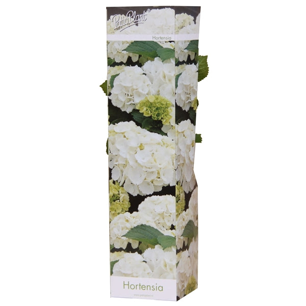 Hydrangea macrophylla - Hortensien mit prächtigen Blüten - Bauernhortensie