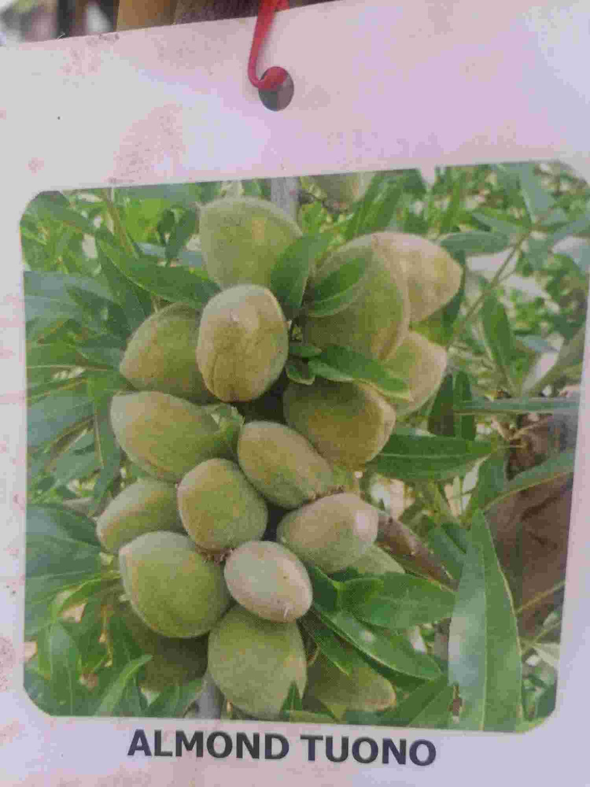 Mandloň - Prunus dulcis - Prunus amygdalus - pravá mandloň
