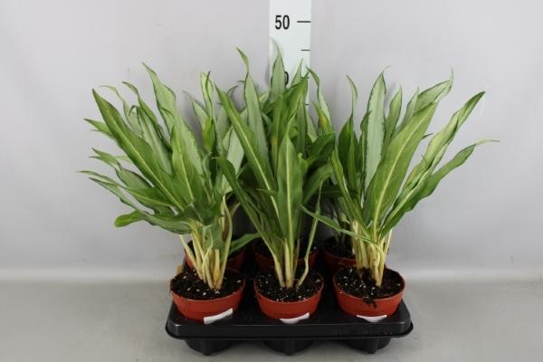 Aglaonema 'White Lance' - Aglaonema - Listnatá rostlina - Pokojová rostlina