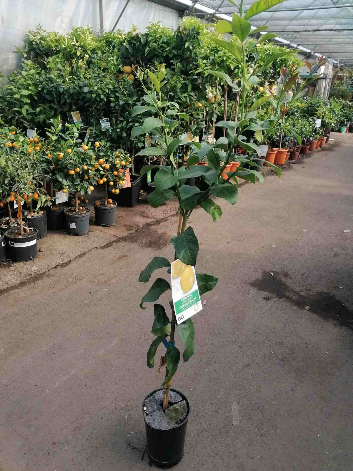 Citrus limon lunario - Echter Zitronenbaum - Vier-Jahreszeiten-Zitrone