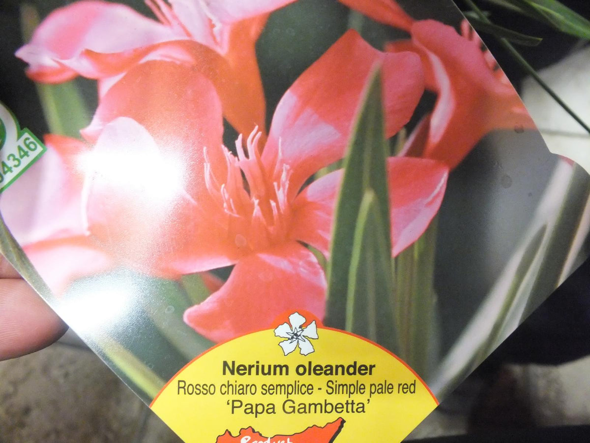 Oleander- Nerium oleander - pflegeleichter Kübelstar vom Mittelmeer
